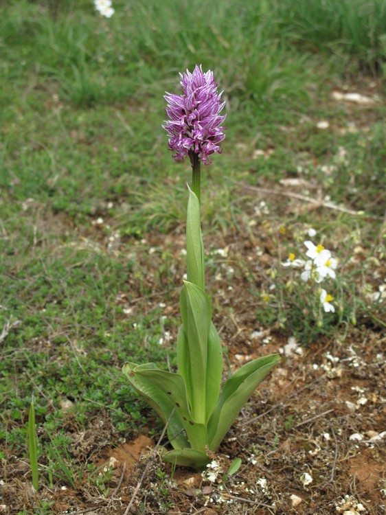 Orchis simia